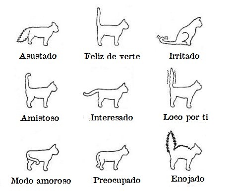 GATOS COLA gatos cola: