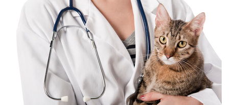 Seguros veterinarios para gatos - micompi.com