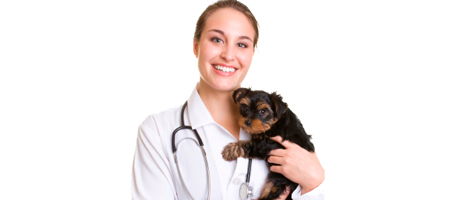 Seguros veterinarios para perros - micompi.com